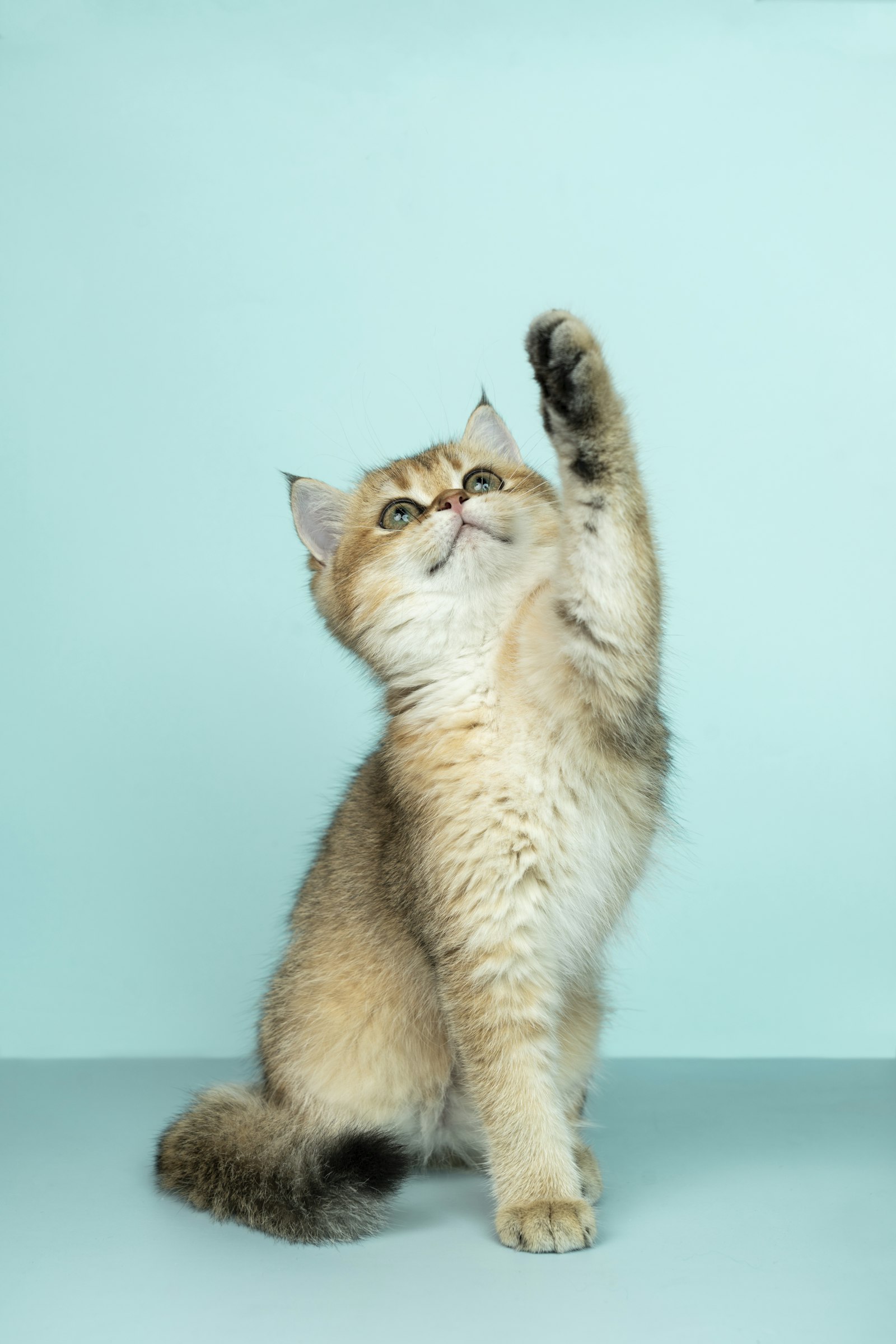 A volunteer gently petting a content cat at the rescue