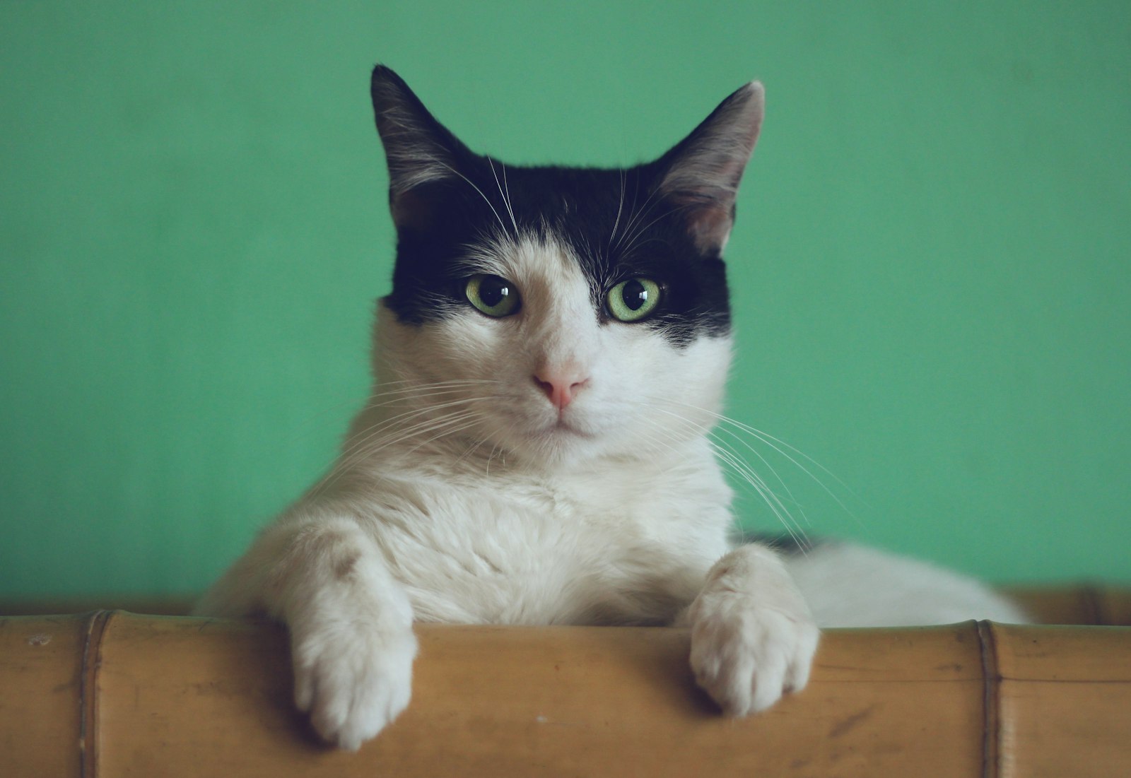 A calm orange-and-white cat looking into the camera against a teal backdrop
