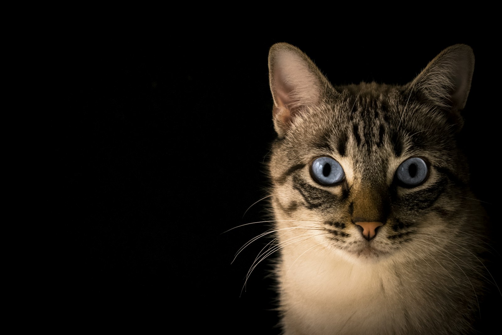 A wary tabby community cat with green eyes walking down a quiet street